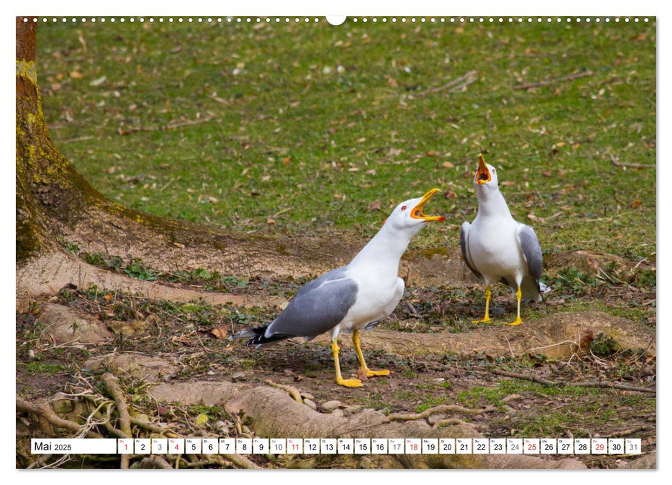 Möwen (Laridae) (CALVENDO Premium Wandkalender 2025)