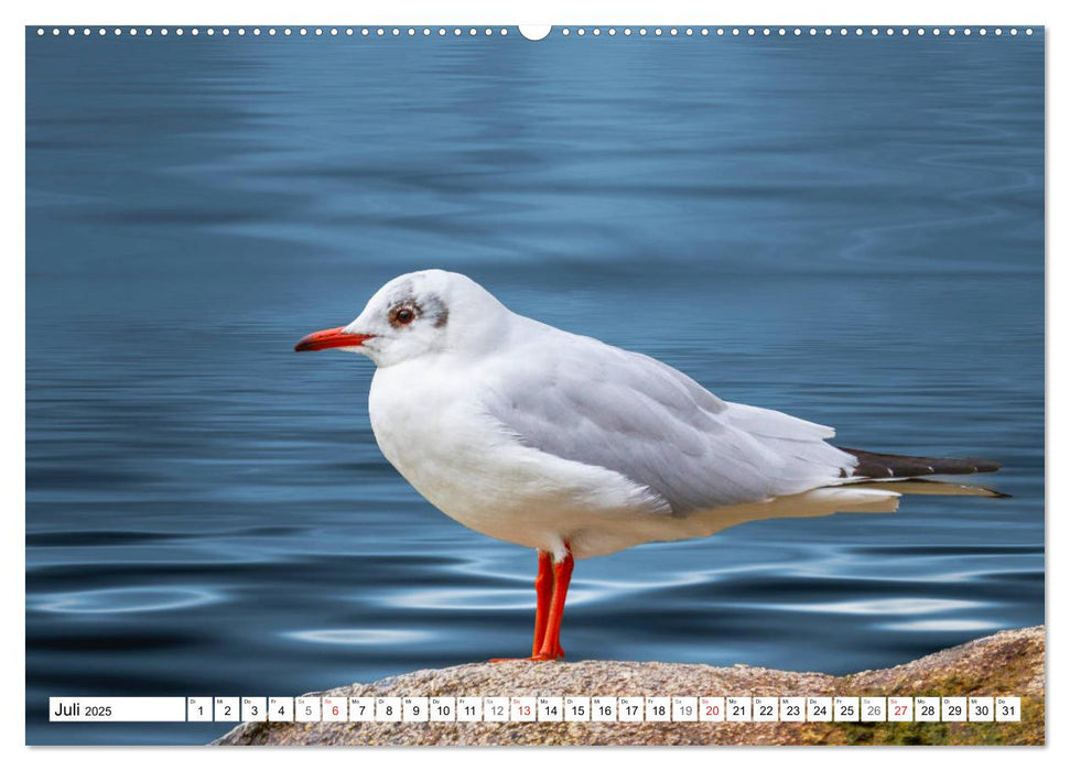 Möwen (Laridae) (CALVENDO Premium Wandkalender 2025)