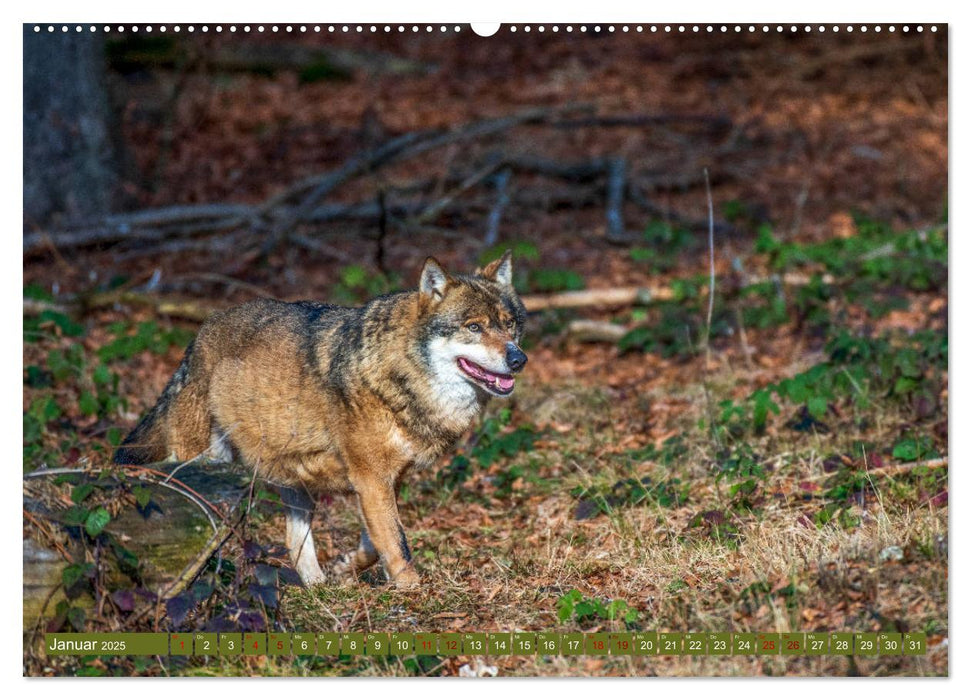 Fabelhafte Tierwelt im Nationalpark Bayerischer Wald (CALVENDO Wandkalender 2025)