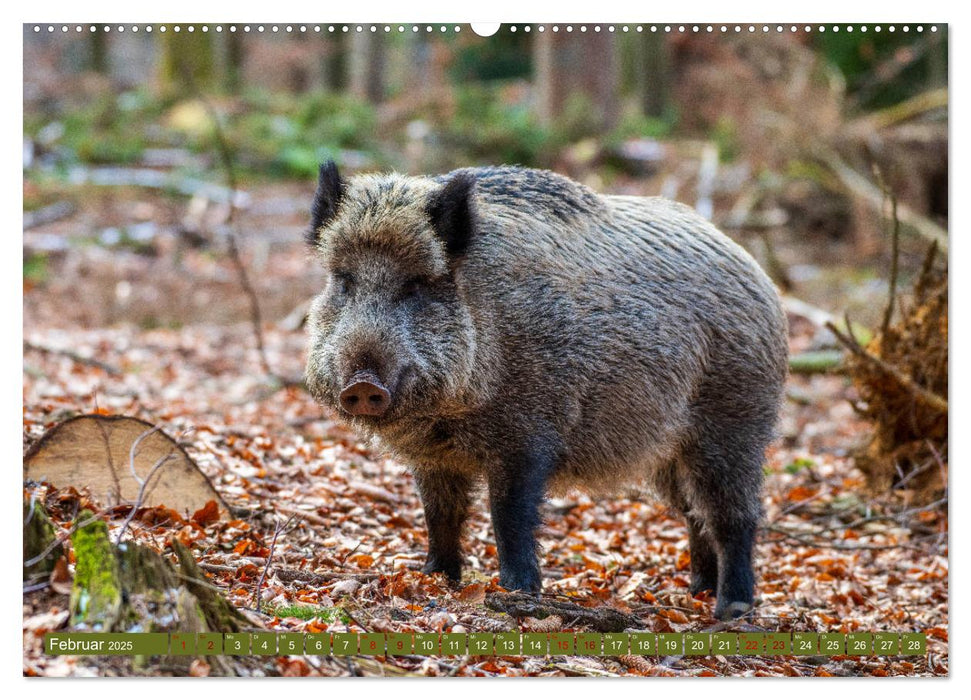 Fabelhafte Tierwelt im Nationalpark Bayerischer Wald (CALVENDO Wandkalender 2025)