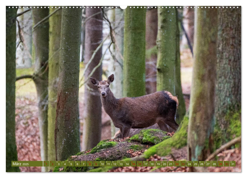 Fabelhafte Tierwelt im Nationalpark Bayerischer Wald (CALVENDO Wandkalender 2025)