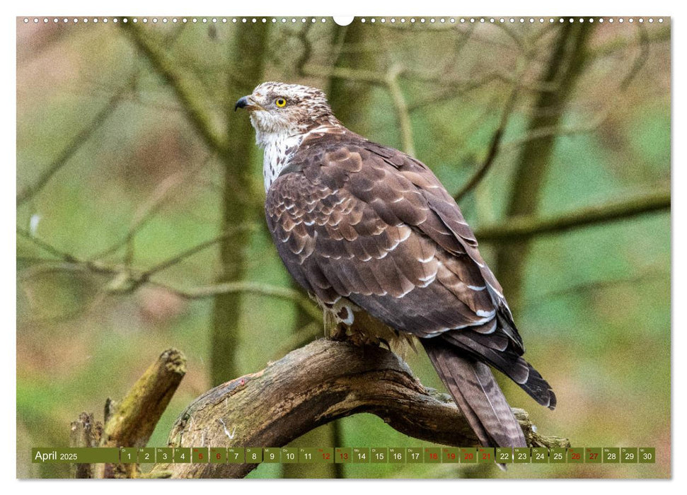 Fabelhafte Tierwelt im Nationalpark Bayerischer Wald (CALVENDO Wandkalender 2025)