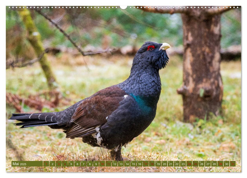 Fabelhafte Tierwelt im Nationalpark Bayerischer Wald (CALVENDO Wandkalender 2025)