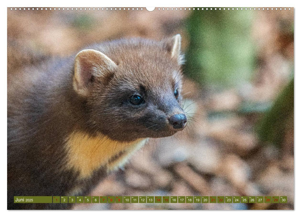 Fabelhafte Tierwelt im Nationalpark Bayerischer Wald (CALVENDO Wandkalender 2025)