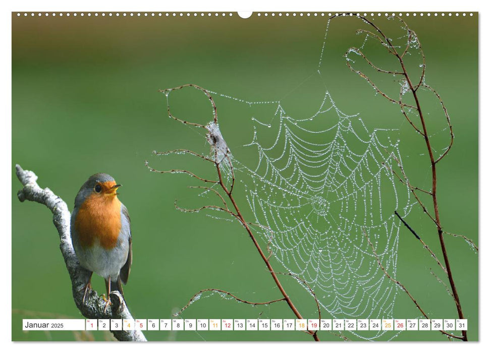 Das Rotkehlchen, ein Kleiner ganz Groß (CALVENDO Premium Wandkalender 2025)