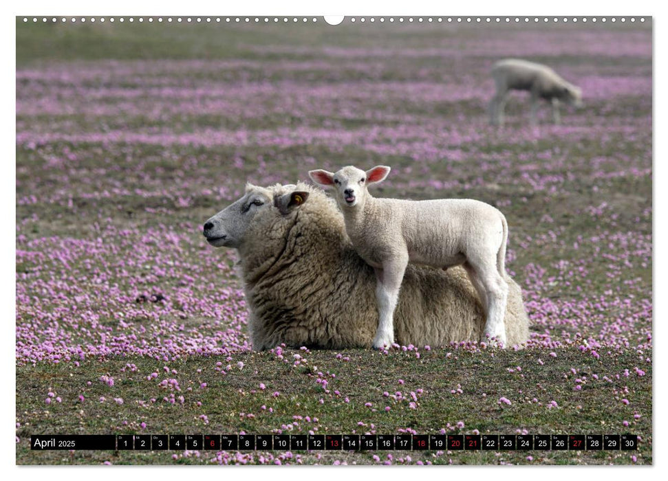 Sylt ist Meer (CALVENDO Premium Wandkalender 2025)