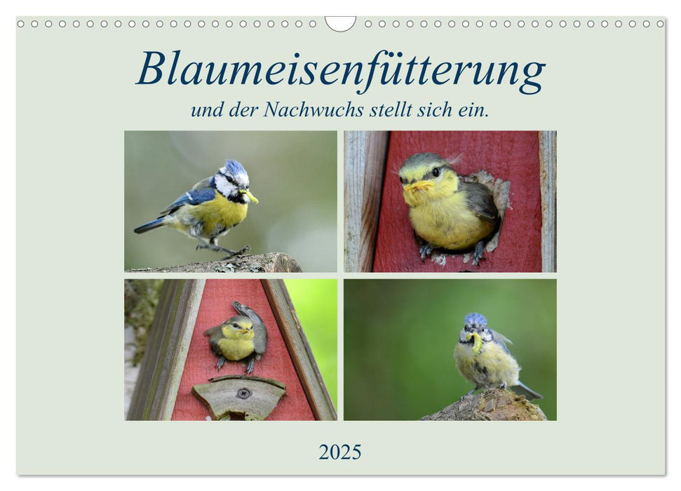 Blaumeisenfütterung, und der Nachwuchs stellt sich ein. (CALVENDO Wandkalender 2025)