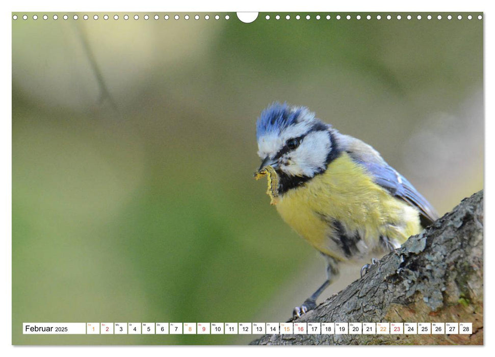 Blaumeisenfütterung, und der Nachwuchs stellt sich ein. (CALVENDO Wandkalender 2025)