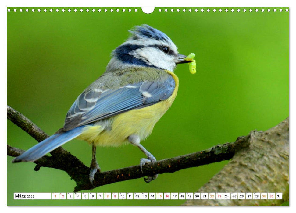 Blaumeisenfütterung, und der Nachwuchs stellt sich ein. (CALVENDO Wandkalender 2025)