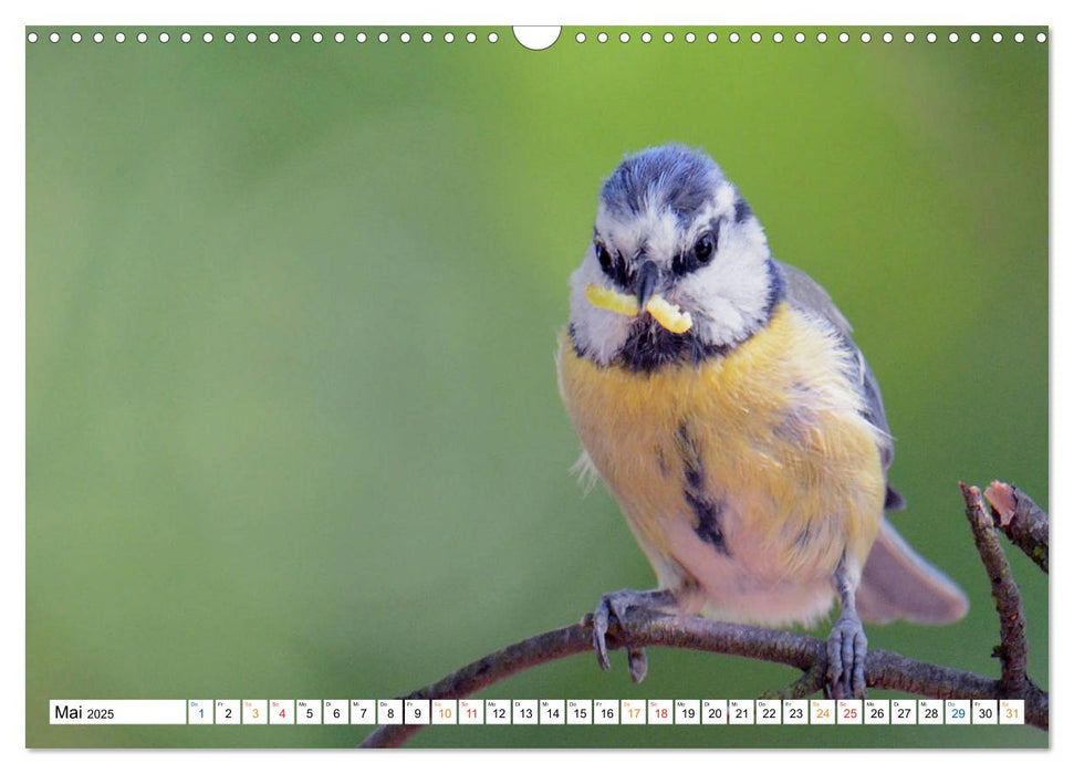 Blaumeisenfütterung, und der Nachwuchs stellt sich ein. (CALVENDO Wandkalender 2025)