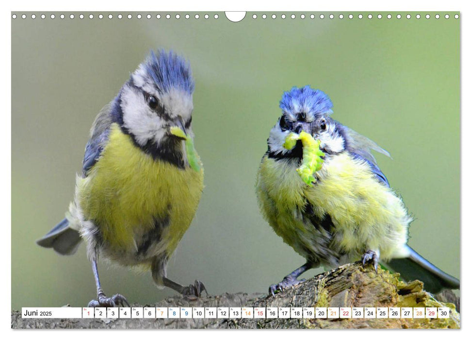 Blaumeisenfütterung, und der Nachwuchs stellt sich ein. (CALVENDO Wandkalender 2025)