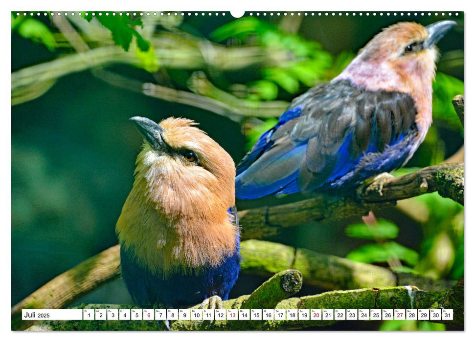 Bunte Vielfalt in der Vogelwelt (CALVENDO Premium Wandkalender 2025)