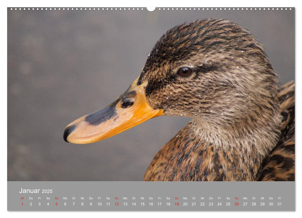 Stockenten Portrait (CALVENDO Premium Wandkalender 2025)