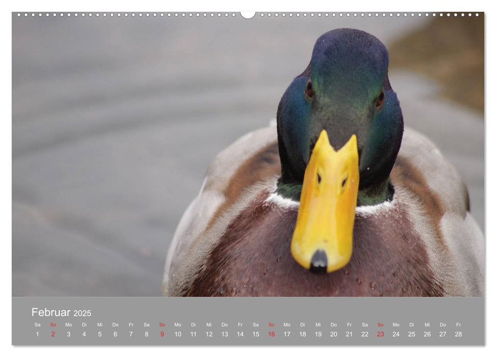 Stockenten Portrait (CALVENDO Premium Wandkalender 2025)