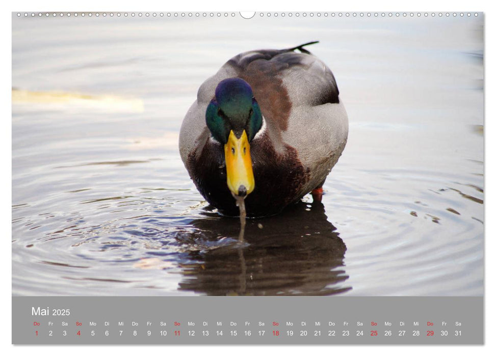 Stockenten Portrait (CALVENDO Premium Wandkalender 2025)