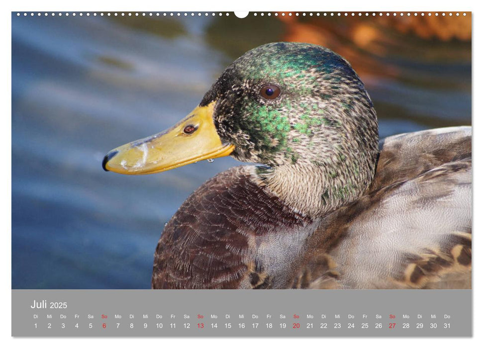 Stockenten Portrait (CALVENDO Premium Wandkalender 2025)