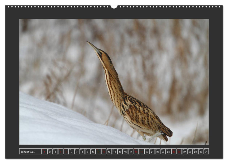 Winterzauber - Tiere in Eis und Schnee (CALVENDO Premium Wandkalender 2025)