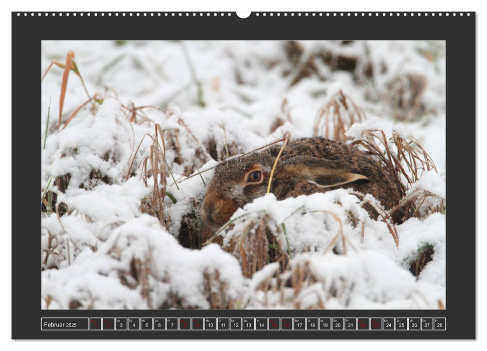 Winterzauber - Tiere in Eis und Schnee (CALVENDO Premium Wandkalender 2025)