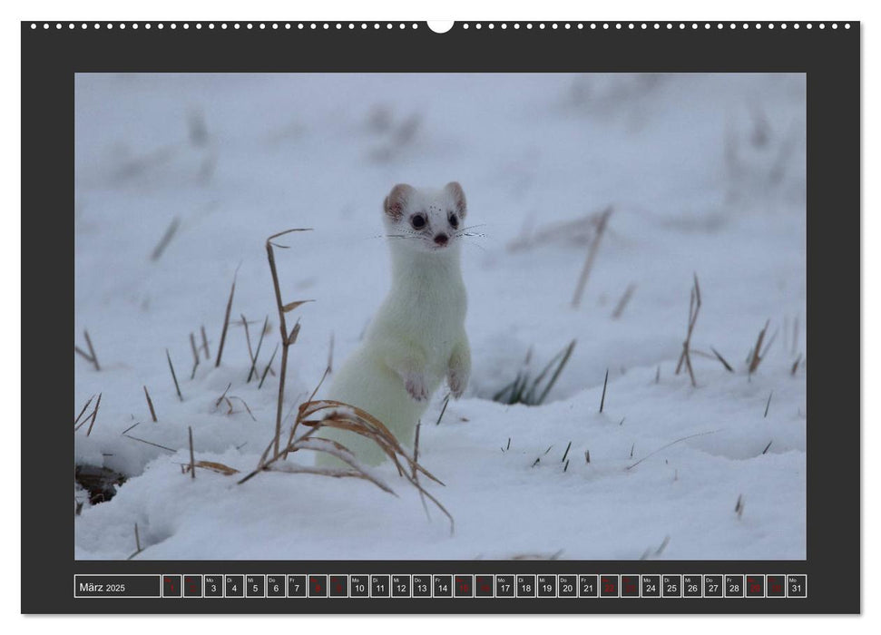 Winterzauber - Tiere in Eis und Schnee (CALVENDO Premium Wandkalender 2025)