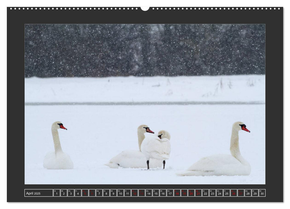 Winterzauber - Tiere in Eis und Schnee (CALVENDO Premium Wandkalender 2025)