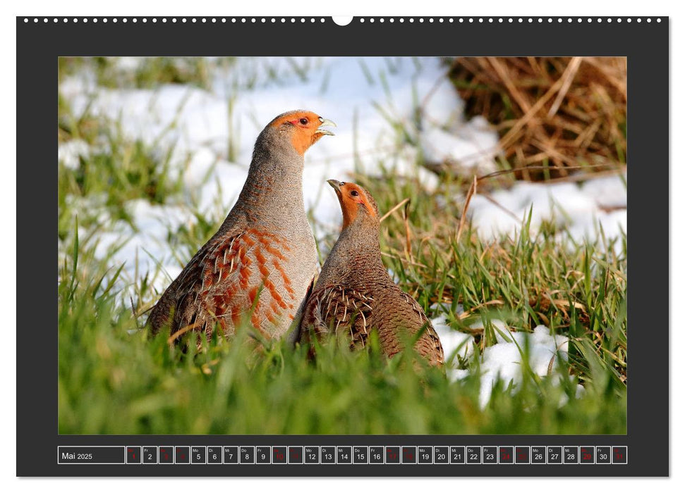 Winterzauber - Tiere in Eis und Schnee (CALVENDO Premium Wandkalender 2025)