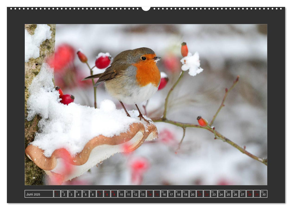 Winterzauber - Tiere in Eis und Schnee (CALVENDO Premium Wandkalender 2025)