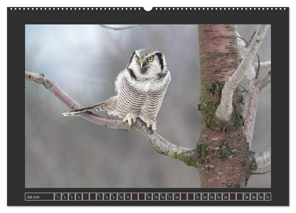 Winterzauber - Tiere in Eis und Schnee (CALVENDO Premium Wandkalender 2025)