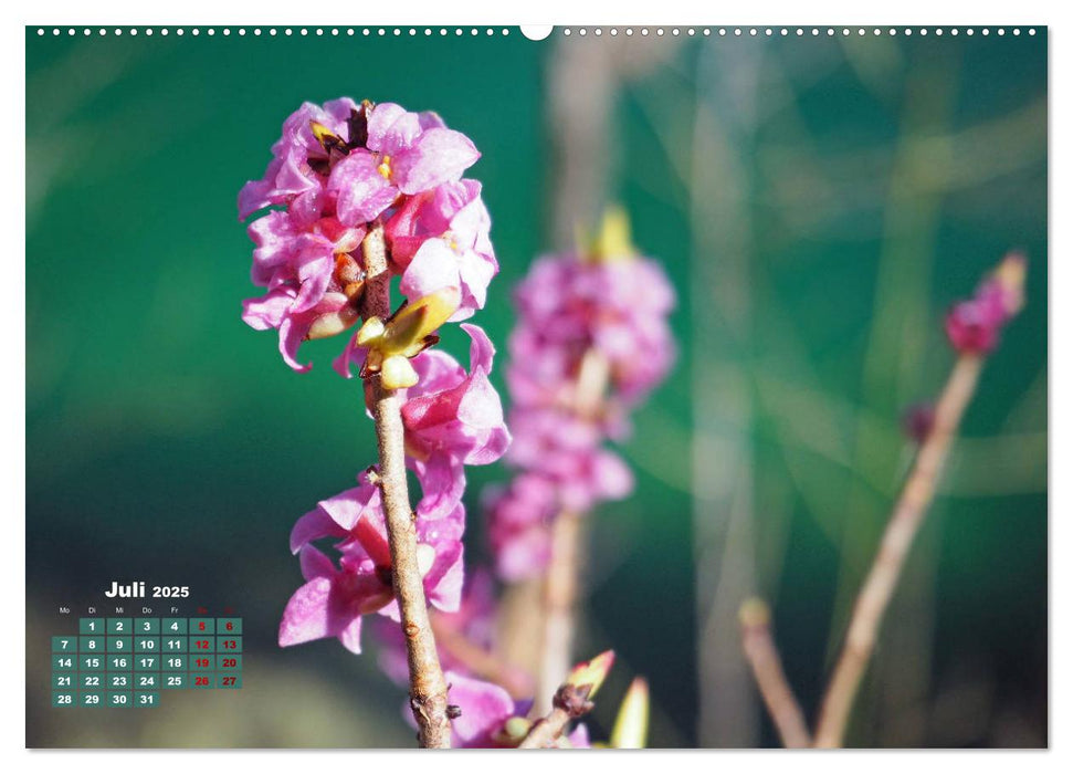 Der Alpsee im schönen Allgäu (CALVENDO Premium Wandkalender 2025)