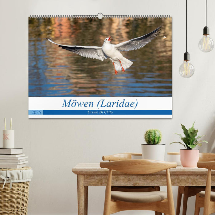 Möwen (Laridae) (CALVENDO Wandkalender 2025)