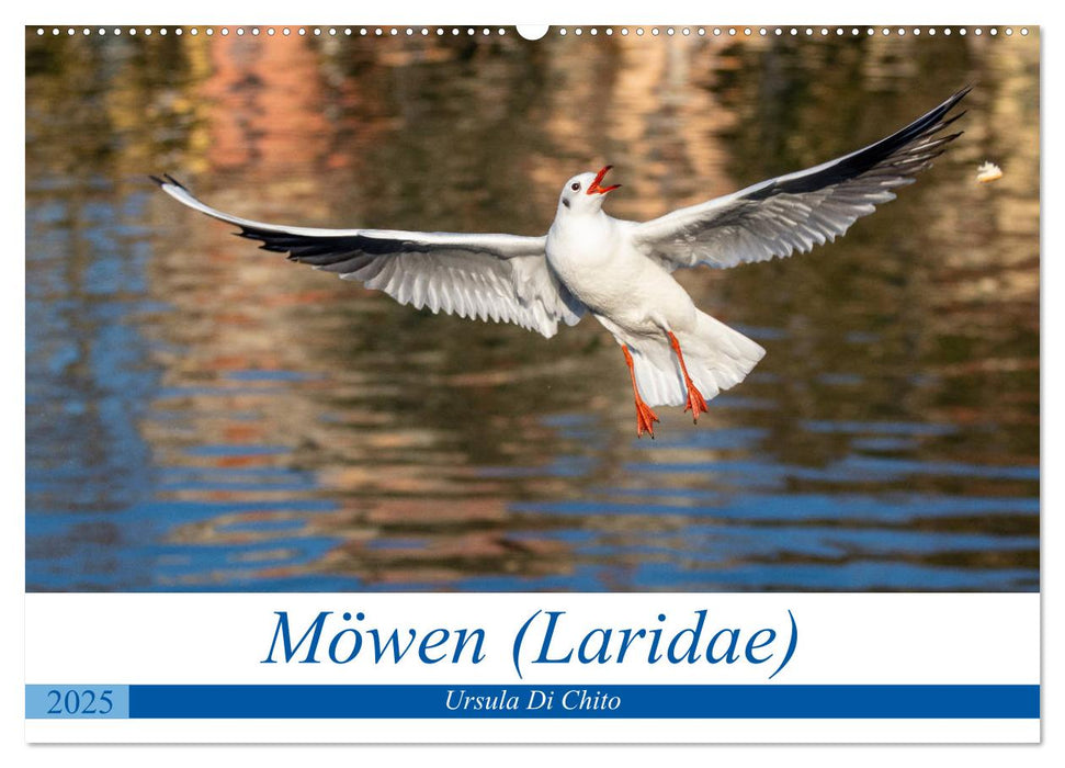 Möwen (Laridae) (CALVENDO Wandkalender 2025)