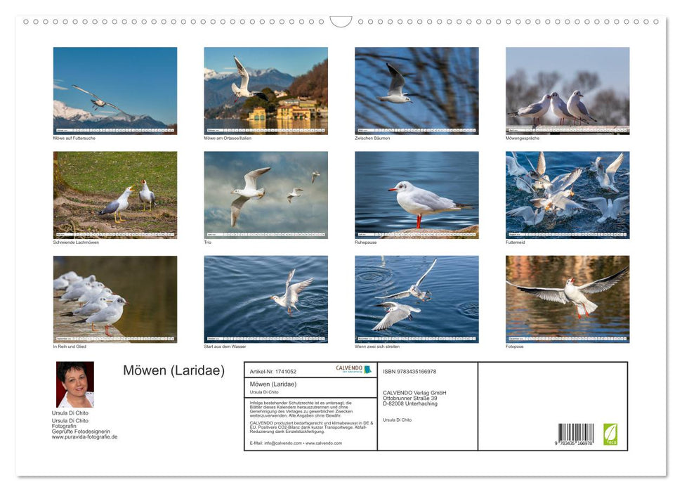 Möwen (Laridae) (CALVENDO Wandkalender 2025)