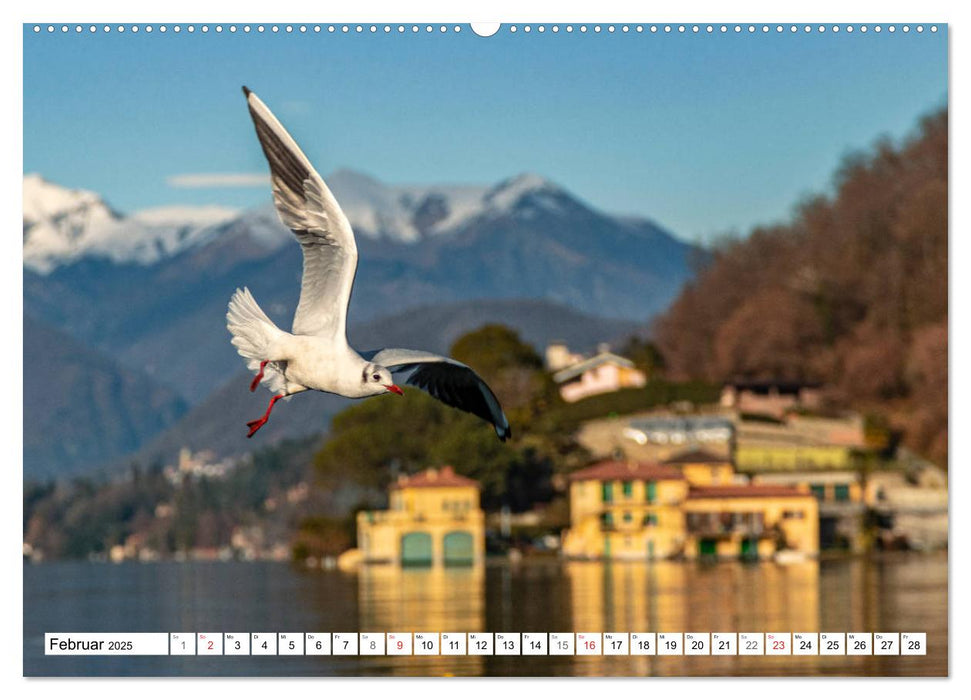 Möwen (Laridae) (CALVENDO Wandkalender 2025)