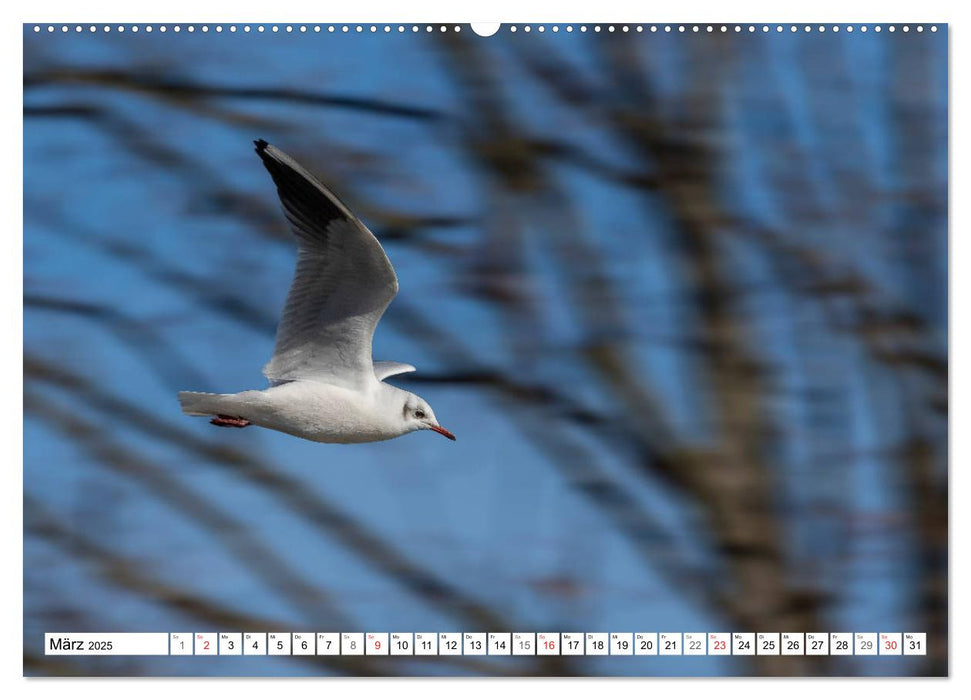 Möwen (Laridae) (CALVENDO Wandkalender 2025)