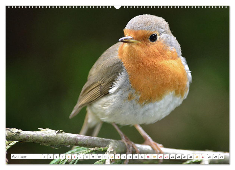 Das Rotkehlchen, ein Kleiner ganz Groß (CALVENDO Wandkalender 2025)