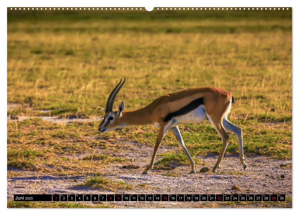 Afrika, eine Reise durch den schwarzen Kontinent (CALVENDO Premium Wandkalender 2025)