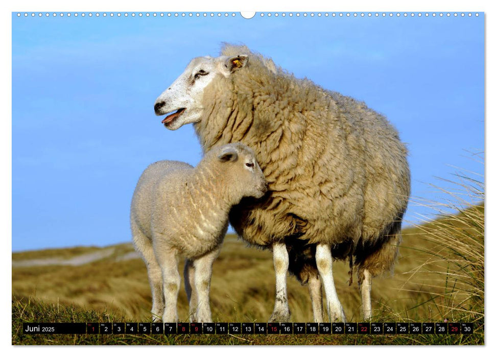 Sylt ist Meer (CALVENDO Wandkalender 2025)