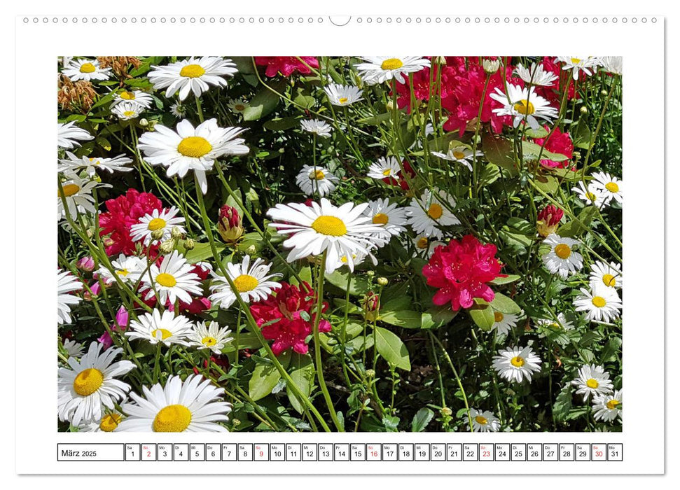 Wildblumenwiese Insektenparadies (CALVENDO Wandkalender 2025)