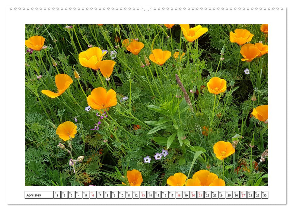 Wildblumenwiese Insektenparadies (CALVENDO Wandkalender 2025)