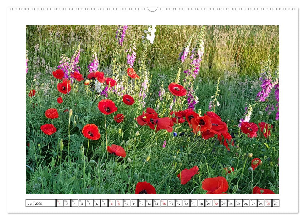 Wildblumenwiese Insektenparadies (CALVENDO Wandkalender 2025)