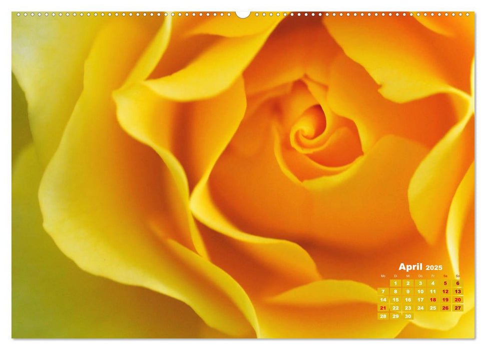 Rosen, die Königin der Blumen (CALVENDO Premium Wandkalender 2025)