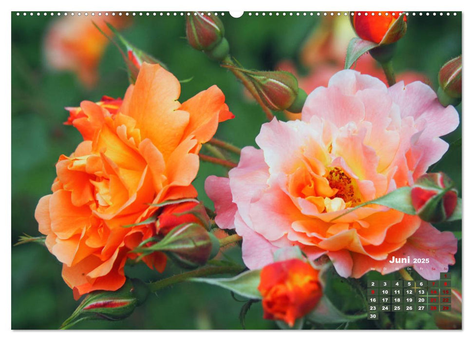 Rosen, die Königin der Blumen (CALVENDO Premium Wandkalender 2025)