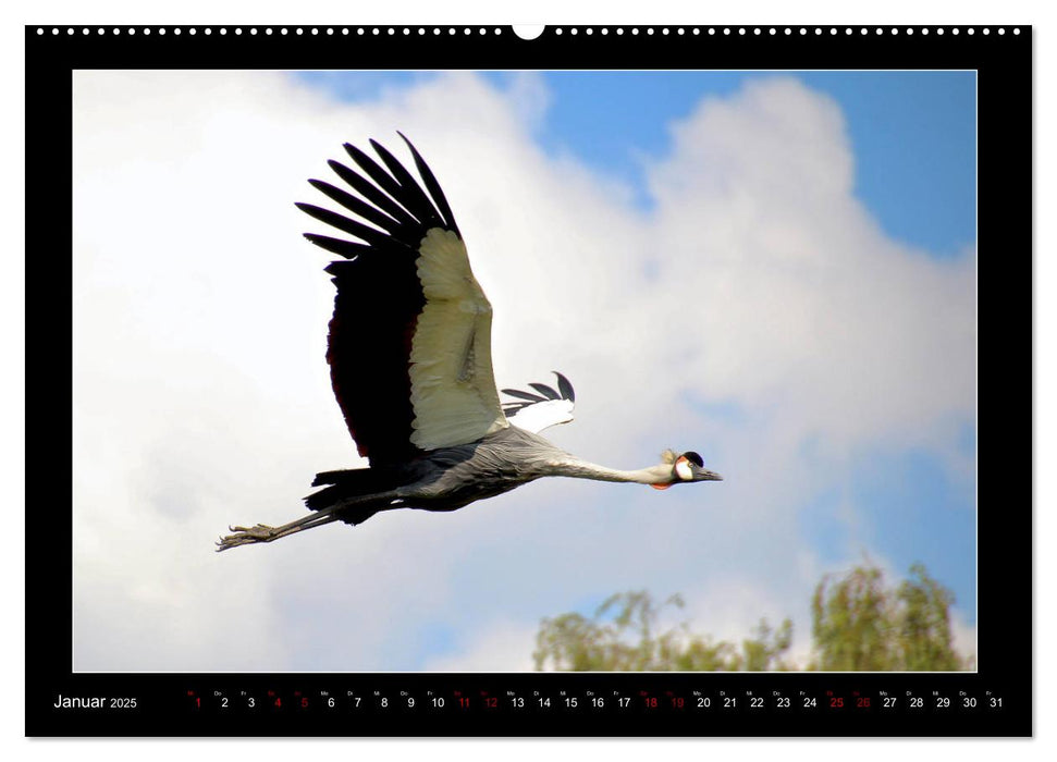 Vögel im Fokus 2025 (CALVENDO Premium Wandkalender 2025)