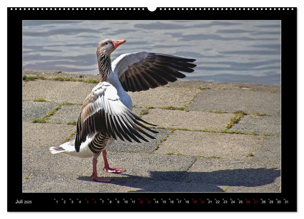 Vögel im Fokus 2025 (CALVENDO Premium Wandkalender 2025)