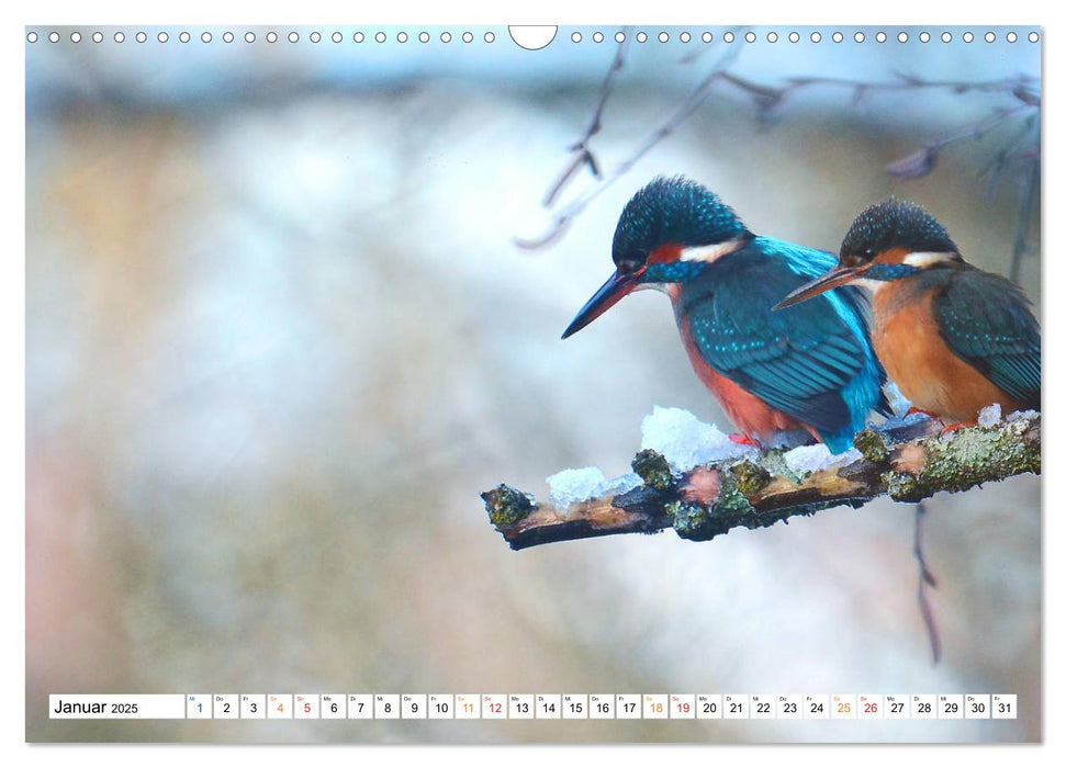 Tiere, die das Wasser zum Leben brauchen. (CALVENDO Wandkalender 2025)