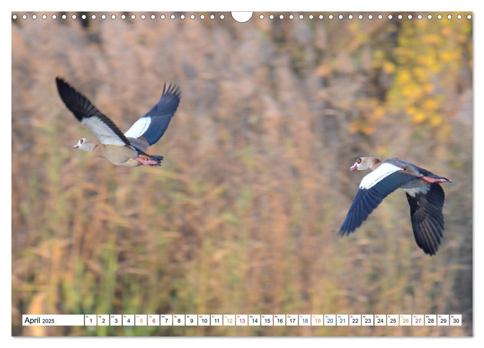 Tiere, die das Wasser zum Leben brauchen. (CALVENDO Wandkalender 2025)