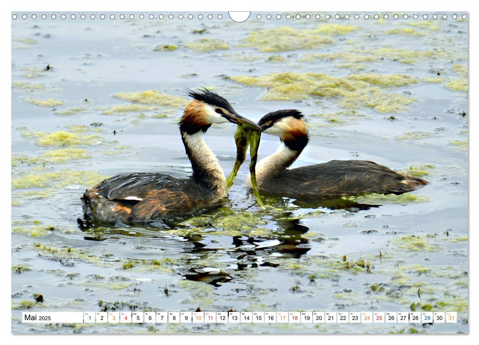 Tiere, die das Wasser zum Leben brauchen. (CALVENDO Wandkalender 2025)