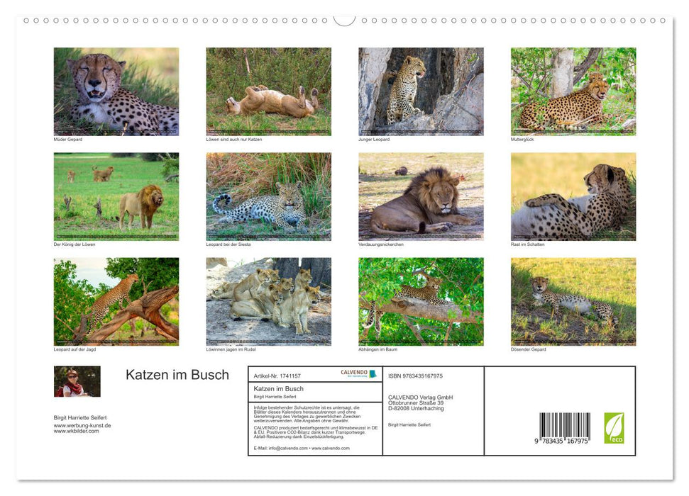 Katzen im Busch (CALVENDO Premium Wandkalender 2025)