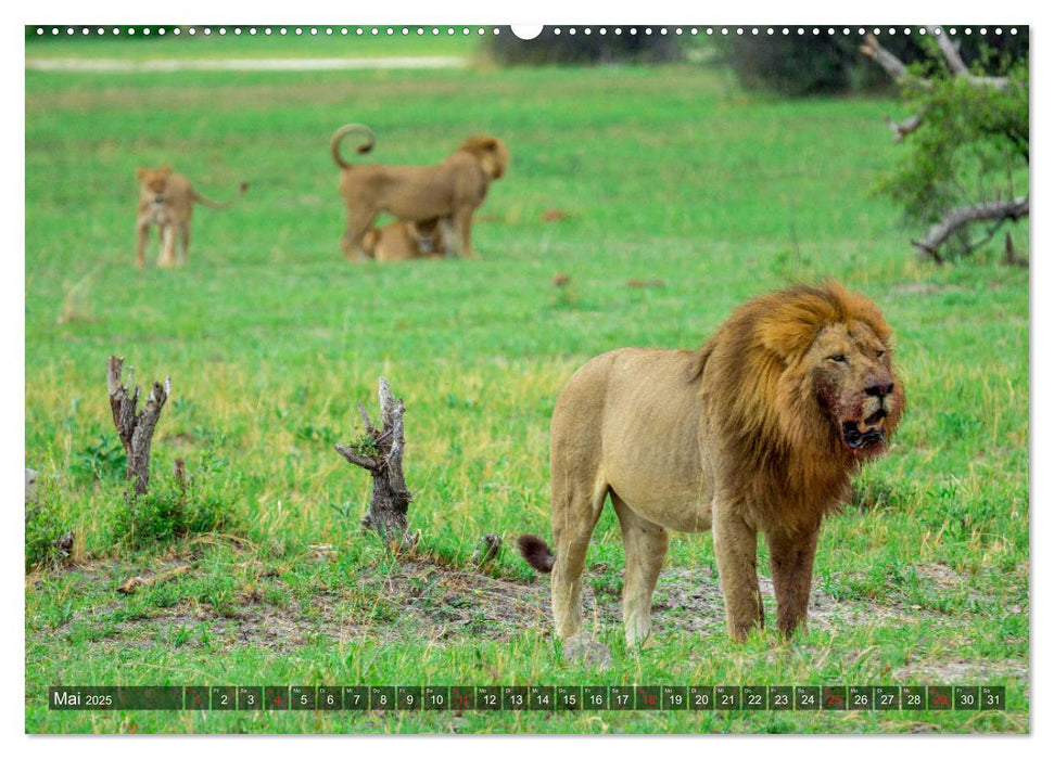 Katzen im Busch (CALVENDO Premium Wandkalender 2025)