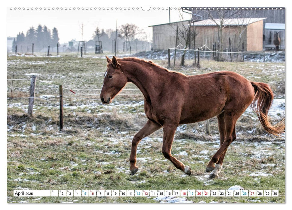 Durch das Jahr mit der Trakehner-Stute Fleur (CALVENDO Premium Wandkalender 2025)