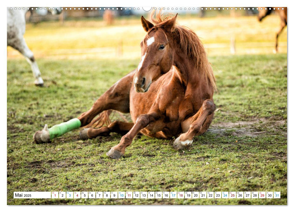 Durch das Jahr mit der Trakehner-Stute Fleur (CALVENDO Premium Wandkalender 2025)